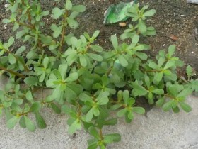 沒想到!吃(chī)野菜卻查出腎損傷!